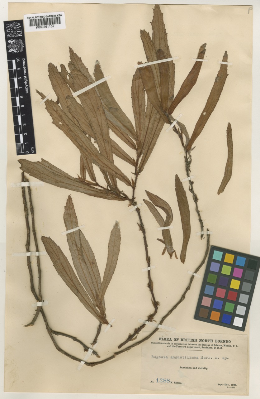 B. angustilimba